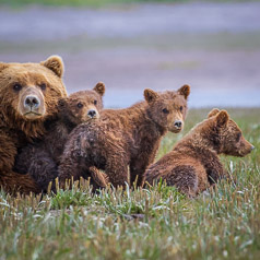 Spring Cubs