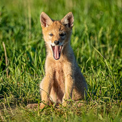 Puppy Yawn