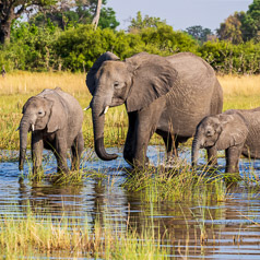 Cow Elephant and her Calves.