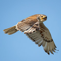 Ferruginous Hawk on the  Wing