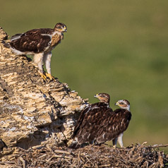 Ready to Fledge