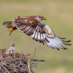 Ferrigonous Hawk Nest
