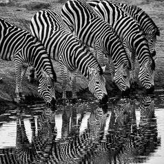 A Zeal of Zebras