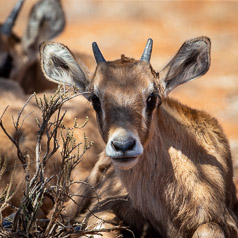 Young Gemsbok