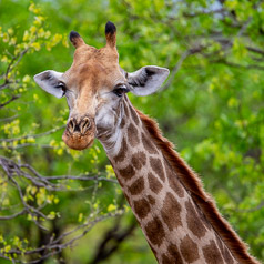 Towering Hunk - Giraffe