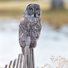 On the Fence