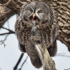 Great Grey Owl Ejecting a Pellet