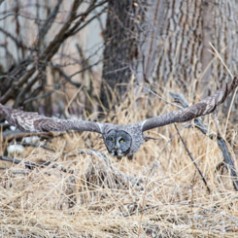 Great Grey Owl on the Prowl