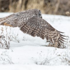 Silent Great Grey Owl