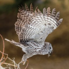 Winged Phantom-Great Grey Owl