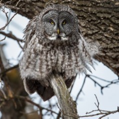 Great Grey Owl all a Fluff