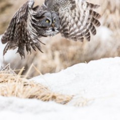 Great Grey Owl Flying