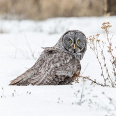 Great Grey Owl in snow