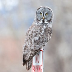 No Parking…Great Grey Owl