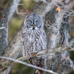 Great Grey Owl Morning Roost