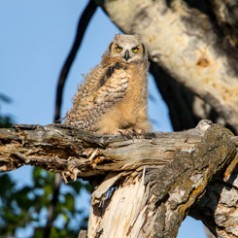 Great-Horned Owl Fledging