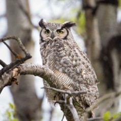 Bad Ear Day - Great-Horned Owl