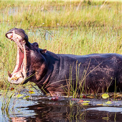 Hippopotamus