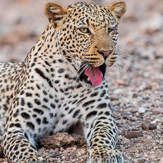 Juvenile Male Leopard