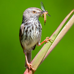 Karoo Prinia