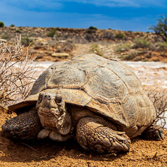 Leopard Tortoise