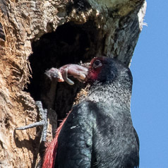 Nestling Bird Captured