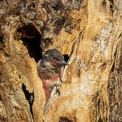 Fledgling