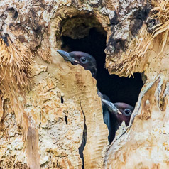 Youngsters Ready to Fledge