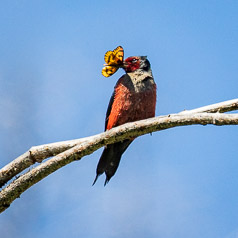 Birds & Butterflies