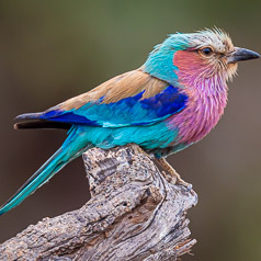 Lilac-breasted Roller