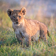 Lion Cub