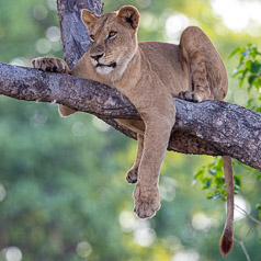 Lioness after a large meal