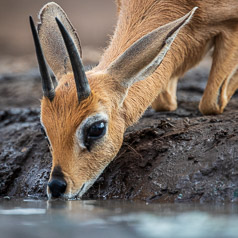 Male Steenbok