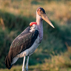 Marabou Stork