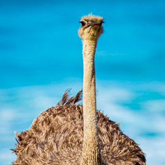 Ostrich at the Beach