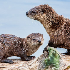 Otters on a Log