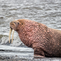 Walrus Portrait