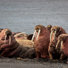 Pink Walruses on the Bering Sea