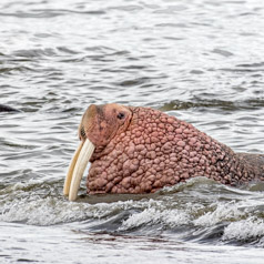 Walrus Soak