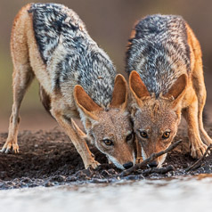 Black-backed Jackal