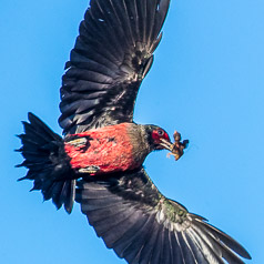 Nestling Prey