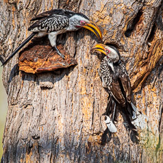 Southern Yellow-billed Hornbills