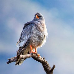 Pale Chanting Goshawk