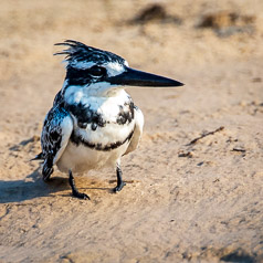 Pied Kingfisher