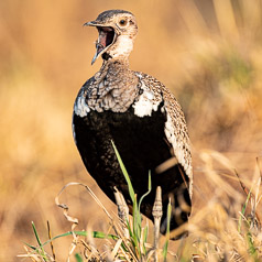 Red-Crested Korhaan