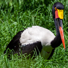 Saddle-billed Stork