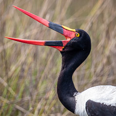 Saddle-billed Stork Portrait