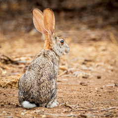 Scrub Hare