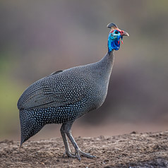 Helmeted Guineafowl