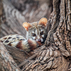 South African Large-spotted Genet